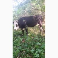 Терміново продам теличок