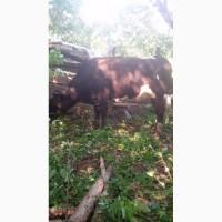 Терміново продам теличок