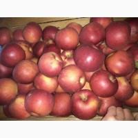 Продам высококачественное яблока, сорт Айдаред