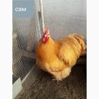 Продам молодых кур орпингтон