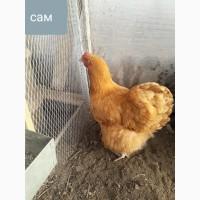 Продам молодых кур орпингтон