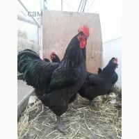 Продам молодых кур орпингтон