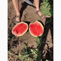 Продажа арбуза талисман