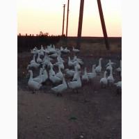 Продам мясо домашних молодых гусей