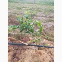 Продаються саджанці лохини