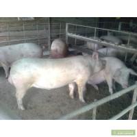 Продам 2-хряка