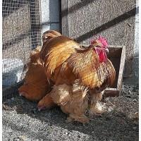 Інкубаційні яйця коха