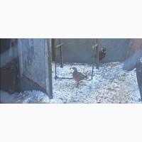 Продам фазани