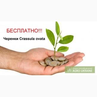 БЕСПЛАТНО Денежное дерево