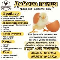 Бройлер КОББ-500, РОС-708
