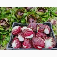 Продам салат Радічіо