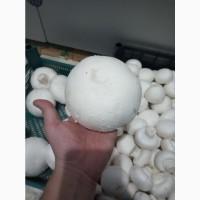 Продам шампиньон с собственной фермы