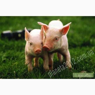 Продаем пробиотические препараты для ВРХ и птицы