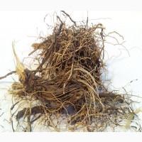 Левзея софлоровидная (корневище) фасовка от 100 грамм - 1 кг