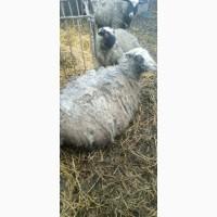 Продам кітні вівці з бараном