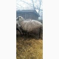 Продам кітні вівці з бараном