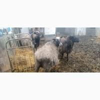 Продам кітні вівці з бараном