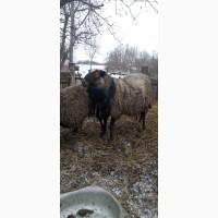 Продам кітні вівці з бараном