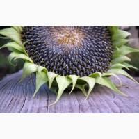 Закуповуємо Соняшник сонях. Швидка оплата