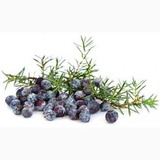 Можжевельник плоды(Ялівець) - 900 грн. кг