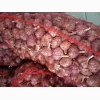 Продам часник товарний сорт Любаша 700кг