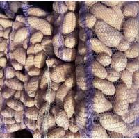 Продам Картошку оптом Картофель цена 14 грн