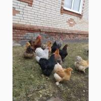 Яйця для інкубацій