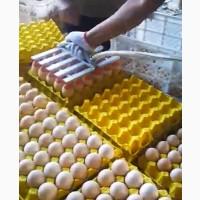 Вакуумний укладач яєць (на 30 шт) STvega Vacuum Egg Lifter H30