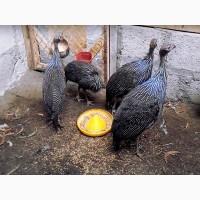 Інкубаційне яйце Цесарка Грифова. Пропоную молодняк цесарок