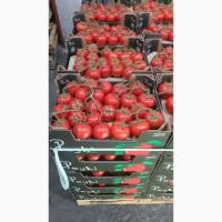 Продам помідор Гілка