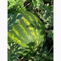 Продам кавун