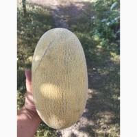 Продам кавун диню