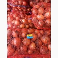 Продам цибулю Універса