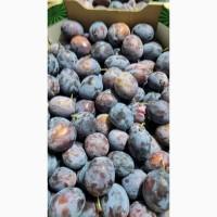 Продам свіжу сливу