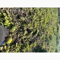 Кавун на соління