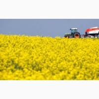 Купимо Ріпак без ГМО по всій Україні