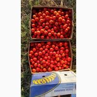 Продам помідори