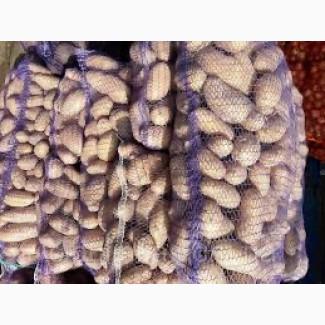 Посадкова картопля Гранада Харківська область купити з доставкою, роздріб від 10 кг