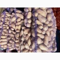 Посадкова картопля Гранада Харківська область купити з доставкою, роздріб від 10 кг