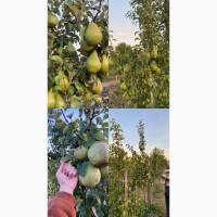 Продам грушу Нояберська
