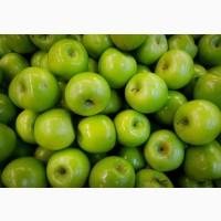 Куплю яблука гренні Сміт від 100 тон, готівка
