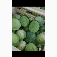 Продам молоду капусту