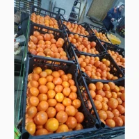 Мандарин Нова