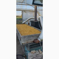 Продам насіння гарбузи Хоккайдо