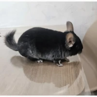Шиншила хлопчик
