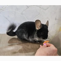 Шиншила хлопчик