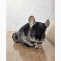 Шиншила хлопчик