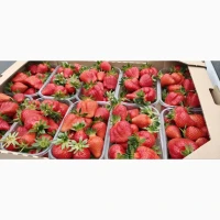Куплю клубнику оптом
