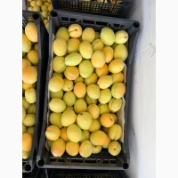 Продам абрикос Вірменський