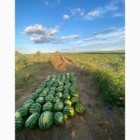Продам Кавун Талісман, м.Полтава, Дата збору ~10.08.2026